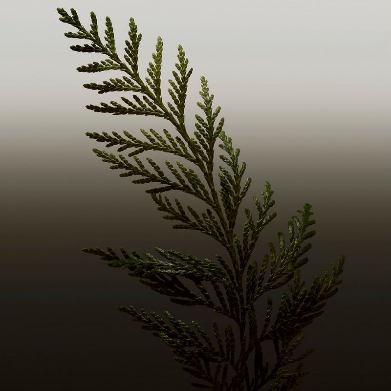 image-e6fa4216973647919b851a98cce09bcf