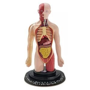 Eastcolight Torso Humano Ciencia Infantil 35006
