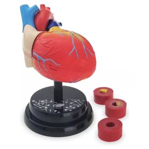 Eastcolight Corazón Modelo Anatómico Ciencia Infantil 35004