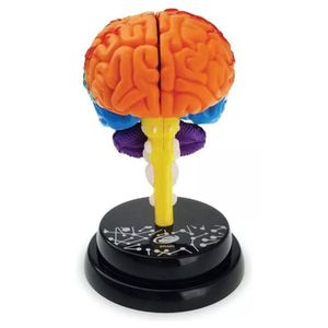 Eastcolight Juego Didactico Cerebro Modelo Profesional 35001