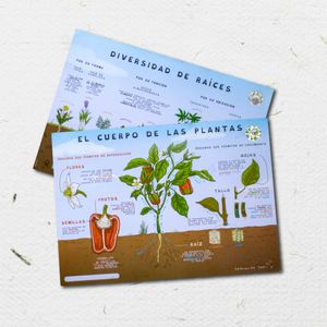 Lámina de las plantas de la huerta (formato A4)